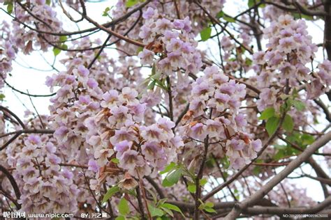 梧桐樹花|梧桐